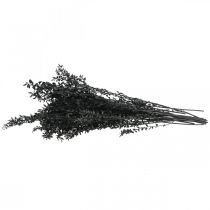 položky Větve Ruscusu, ozdobné větvičky, sušené květiny, černé, 200g