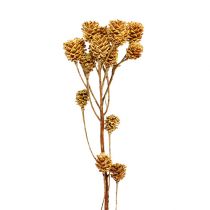 Salignum větev světlý leucadendron květy na větvi 25 kusů