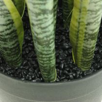 Sansevieria, umělá květina, mašle konopí v květináči V50cm Ø14cm