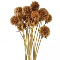 položky Scabiosa sušené přírodní scabiosa sušené květy V50cm 100g