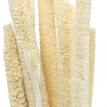 Rákosová deko rákosová tráva sušená bělená H60cm svazek