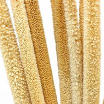Rákos deko rákosová tráva sušená přírodní H60cm svazek
