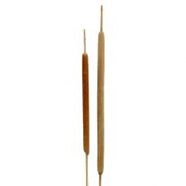 položky Rákosová žárovka mix přírodní dekorativní rákos 70cm 100 ks