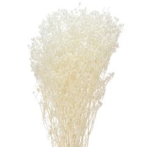 položky Gypsophila White Sušené Grasses Dekorační krém 65-70cm 100g