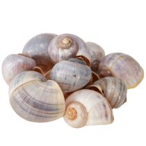 položky Šnečí ulity přírodní 1kg