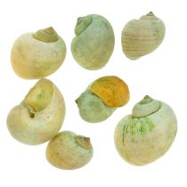 Šnečí ulity zelené 1kg