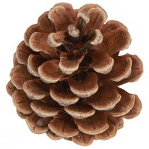 položky Černé šišky přírodní dekorativní šišky 5-8cm 250g