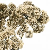 položky Sedum umělá květina sedum krémová květinová dekorace podzimní 70cm 3ks