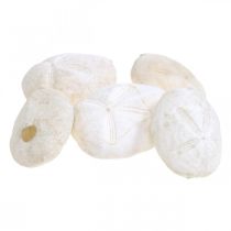 Mořský ježek bílý, námořní přírodní dekorace 4cm-6cm 25p