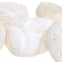 Mořský ježek bílý, námořní přírodní dekorace 4cm-6cm 25p