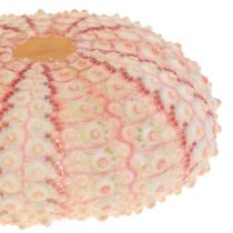 Mořský ježek Pink Maritime Deco 36St