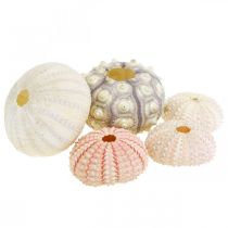 Námořní dekorace mořský ježek mix růžová, bílá, zelená krabička 20 kusů