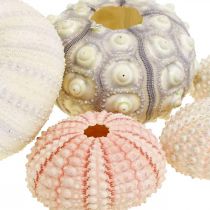Námořní dekorace mořský ježek mix růžová, bílá, zelená krabička 20 kusů