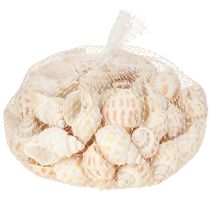 položky Mořští šneci přírodní ulity šneků námořní 2–4 cm 300 g