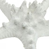 Hvězdice deco velká sušená bílá hvězdice s knoflíky 15-18cm 10ks