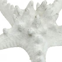 položky Hvězdice dekorace velká sušená bílá hvězdice s cvočky 15-18cm 10 kusů
