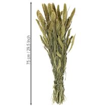 položky Sušené květy štětinového prosa (Setaria) pro rustikální a stylové bytové doplňky 75 cm 220 g