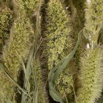 položky Sušené květy štětinového prosa (Setaria) pro rustikální a stylové bytové doplňky 75 cm 220 g