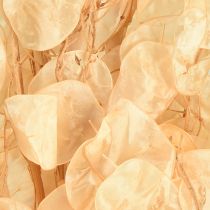 položky Sušené stříbrné lístky Lunaria Champagne 65-70cm 20g