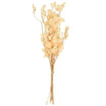 položky Sušené stříbrné lístky Lunaria Champagne 65-70cm 20g