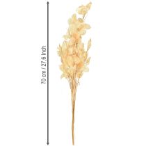 položky Sušené stříbrné lístky Lunaria Champagne 65-70cm 20g