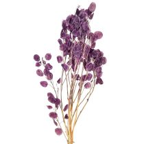 položky Sušený stříbrný list Lunaria měsíční fialová fialová 65-70cm 20g