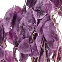 položky Sušený stříbrný list Lunaria měsíční fialová fialová 65-70cm 20g