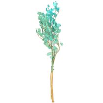položky Sušený stříbrný list Lunaria světle modrá 65-70cm 20g