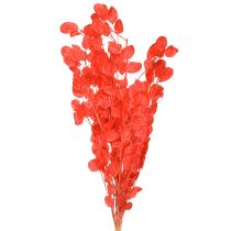 položky Sušený stříbrný list Lunaria červená 65-70cm 20g