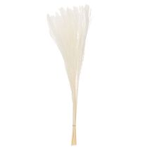 položky Sušené květiny, stříbrná tráva. Elegantní přírodní dekorace do domácnosti i kanceláře. 70 cm, 10 kusů.