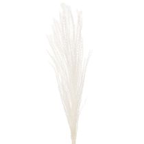 položky Sušené květiny, stříbrná tráva. Elegantní přírodní dekorace do domácnosti i kanceláře. 70 cm, 10 kusů.
