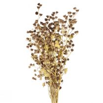 Dekorace sušených květin ozdobné větve Stefani větev 95cm 200g