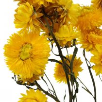 Sušený květ Žlutý slámový květ Helichrysum Suchá dekorace Parta 50cm 45g