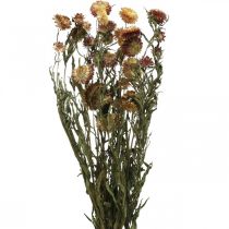 Slámový květ Žlutý, Červený sušený Helichrysum sušený květ 50cm 60g