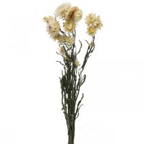položky Suchá dekorace slámový květ krém helichrysum sušený 50cm 30g