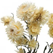 Suchá dekorace slámový květ krém helichrysum sušený 50cm 30g