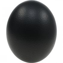 Dekorace z pštrosích vajec Vyfouknutá velikonoční dekorace Černá Ø12cm V14cm
