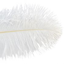 položky Pštrosí peří Exotická dekorace Bílé peří 32-35cm 4ks