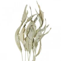 Listy Strelitzia sušené zeleně matné 45-80cm 10ks