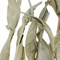 Listy Strelitzia sušené zeleně matné 45-80cm 10ks