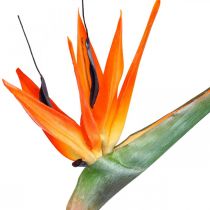 Umělá květina Strelizie reginae oranžová rajka L85cm