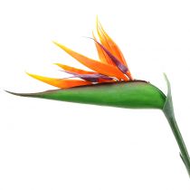 položky Strelitzia Bird of Paradise 95 cm