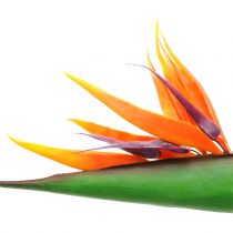 Strelitzia Bird of Paradise 95 cm