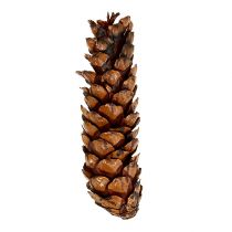 položky Strobus kužely 15 - 20cm malované 100 kusů