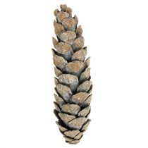 položky Strobus kužely 15cm - 20cm bílé prané 50 ks
