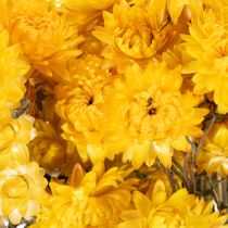 položky Sušený žlutý smileník (Helichrysum), kytice sušených květů, 100g