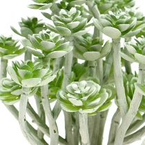 Sukulentní Echeveria 17cm šedá 3ks