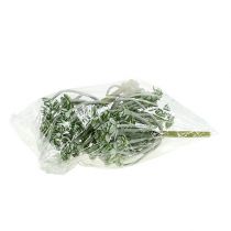 položky Sukulentní Echeveria 17cm šedá 3 ks