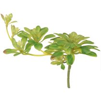 položky Sukulentní umělá rostlina s trsátkem Aeonium Green 30cm 4 ks