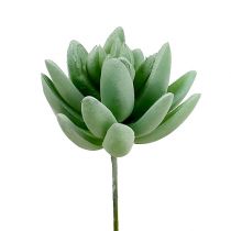 položky Sukulentní Echeveria Ø6,5cm L11cm 6 ks
